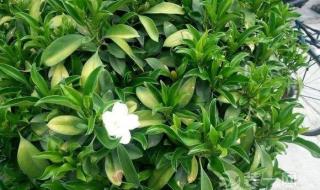 空气中含量最高的气体 空气中含量最高的气体