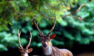 林深见鹿电视剧在哪里播出 林深见鹿电视剧在哪里播出
